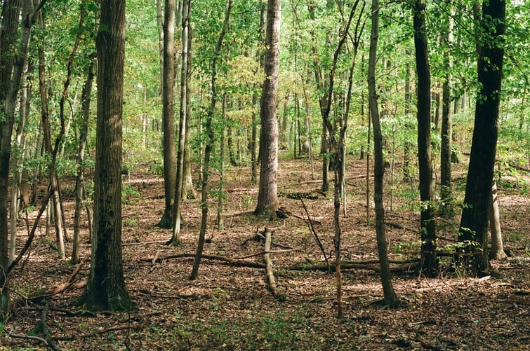 Riba-roja plantará 2030 árboles para minimizar l